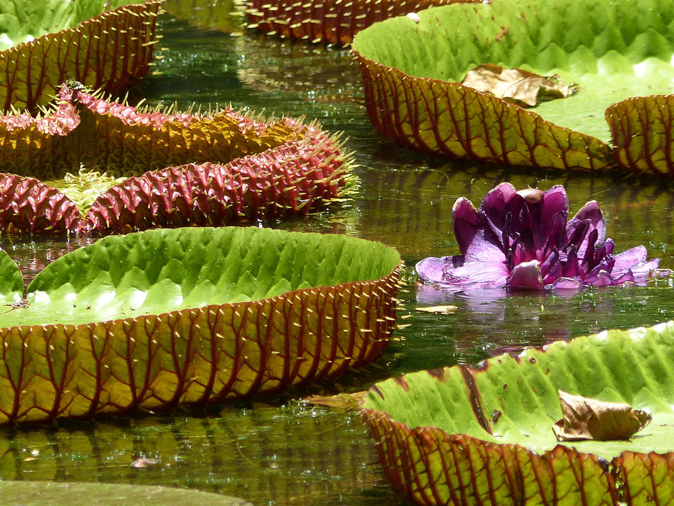 Ogród botaniczny Pamplemousses – Vanilla Paradise Mauritius