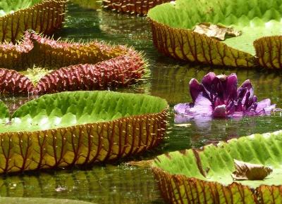 Ogród botaniczny Pamplemousses – Vanilla Paradise Mauritius