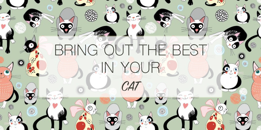 Bring Out the Best in Your Cat