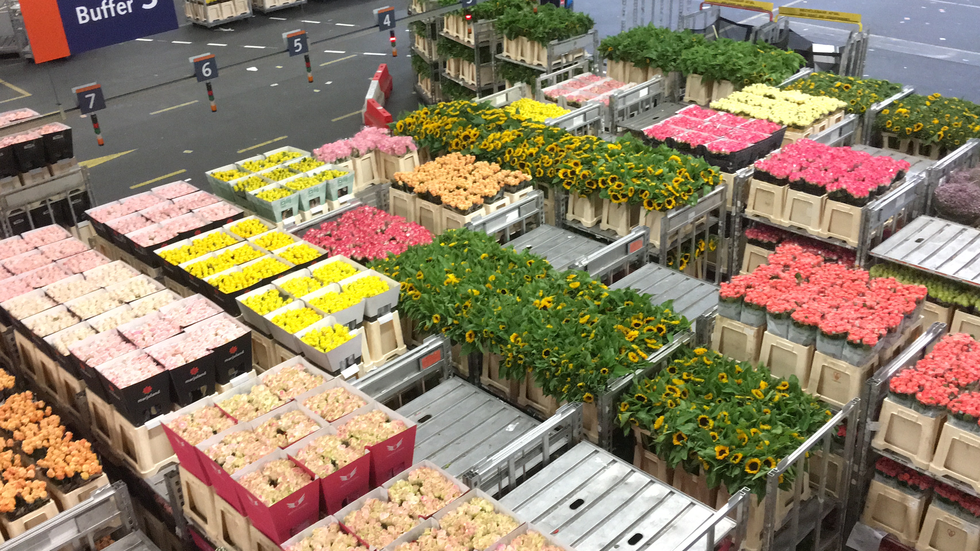 ONE DAY IN #FLORAHOLLAND – Invincible Lifestyle