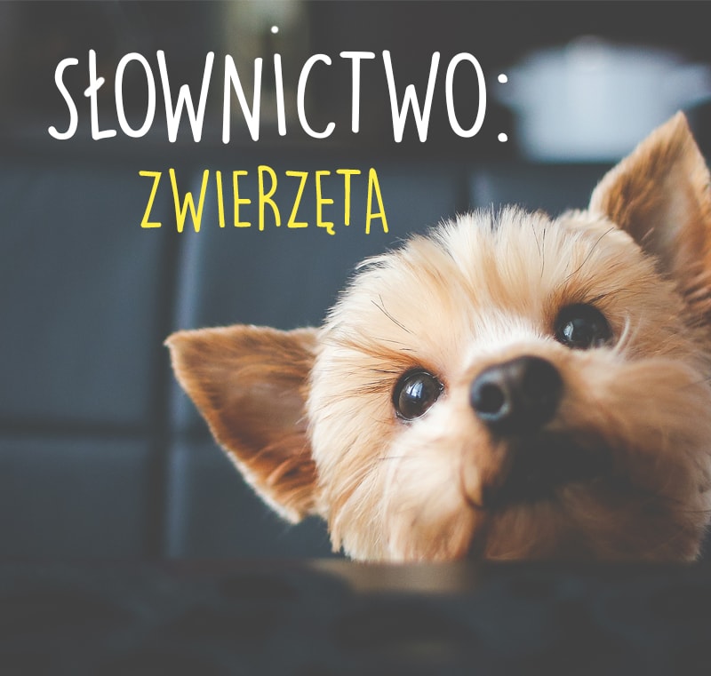 Słownictwo: Zwierzęta | niemiecka-inspiracja.pl