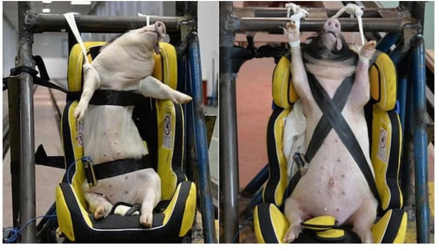 Żywe  świnie   wykorzystywane  w   crash  testach