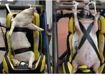 Żywe  świnie   wykorzystywane  w   crash  testach