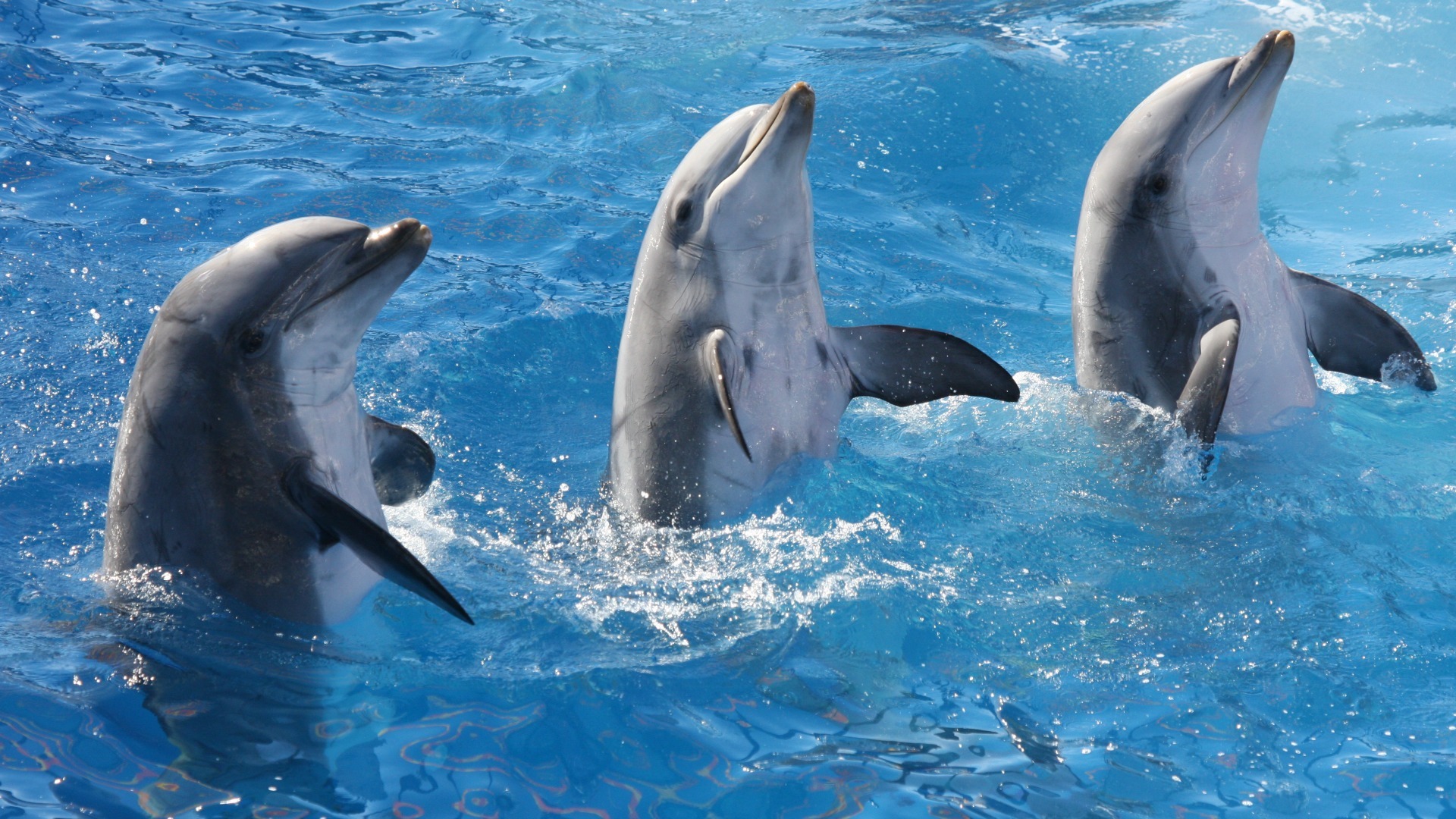 5 ciekawostek o delfinach
