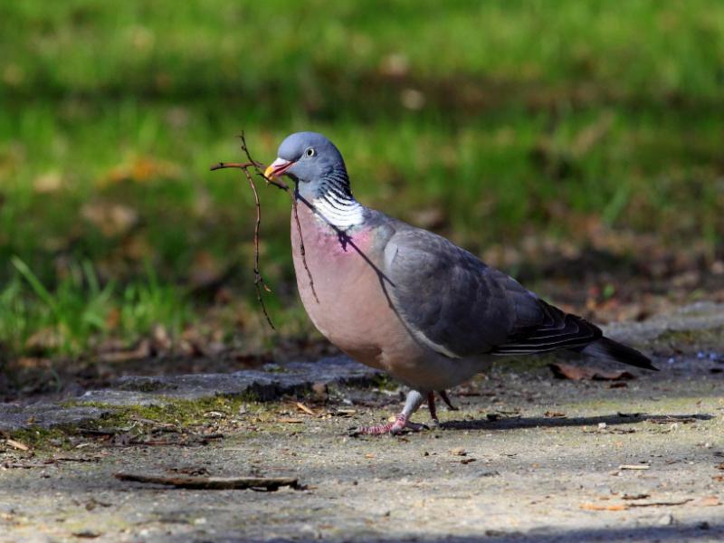 5 ciekawostek o gołębiach