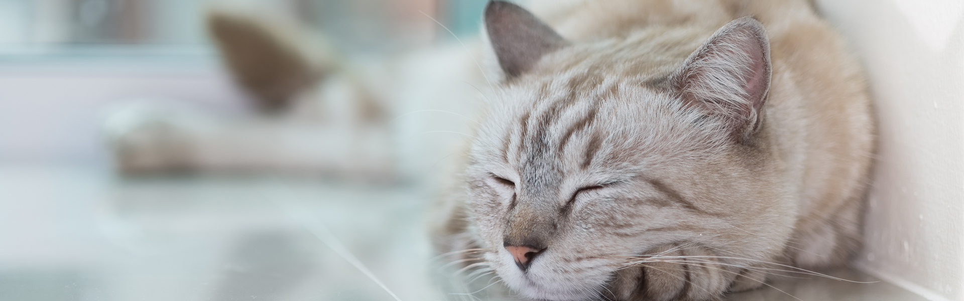 Mój wpis na stronie głównej gazeta.pl oraz portal dla każdego miłośnika zwierząt!					