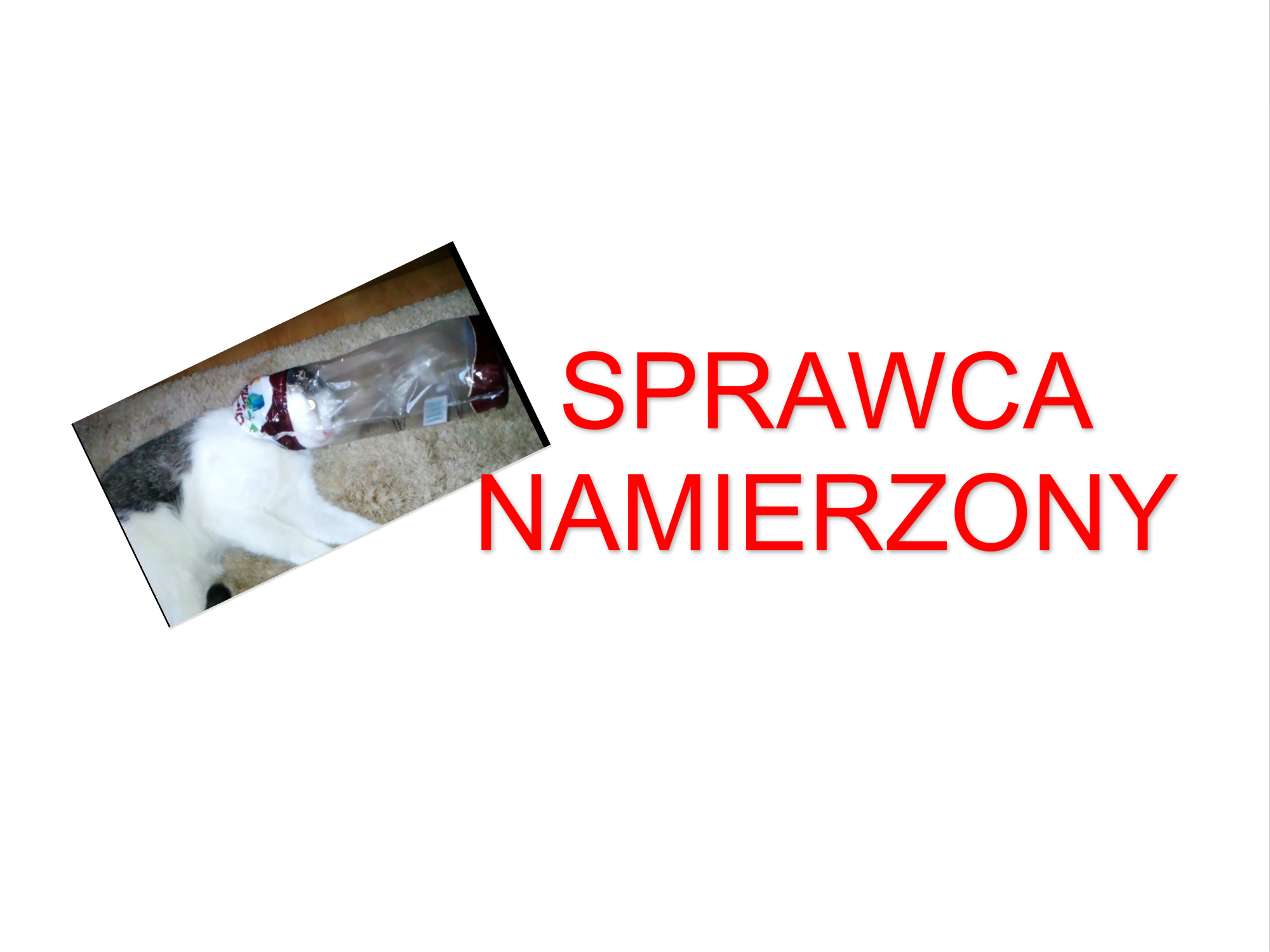 Sprawca, który dusił kota namierzony!