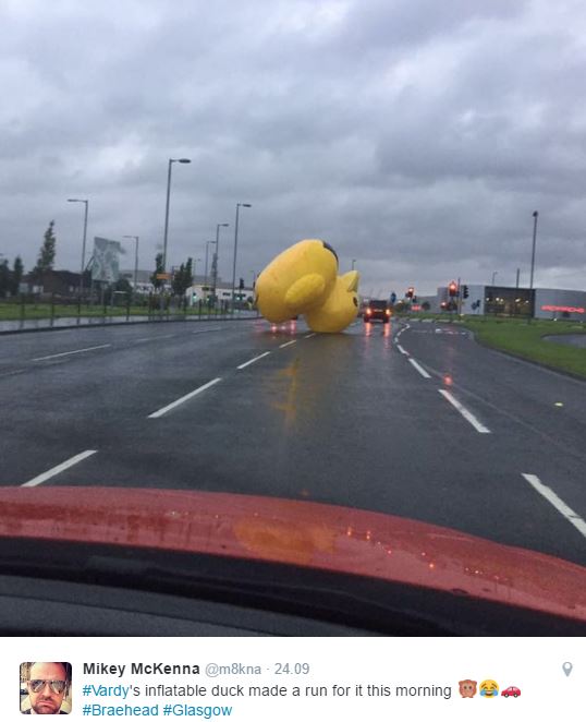 Gigantyczna kaczka szalała po ulicach Glasgow! 