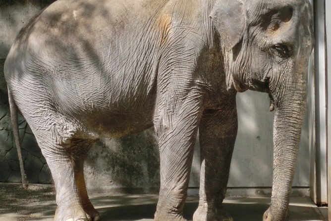 Najsmutniejsza słonica świata. 61 lat w betonowej celi!