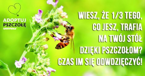 Adoptuj pszczołę! 					