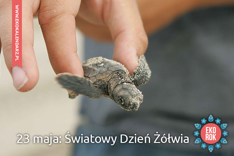 Światowy dzień żółwi!				