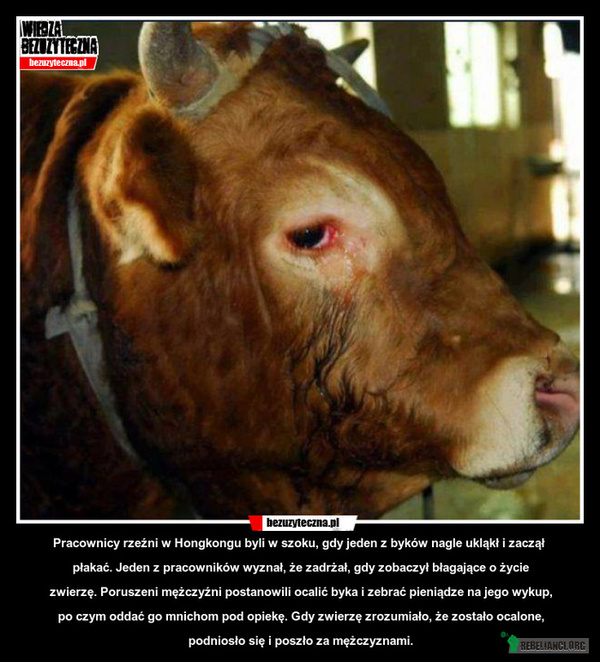 Wystraszony byk uciekł z transportu do rzeźni, a potem został zastrzelony!	