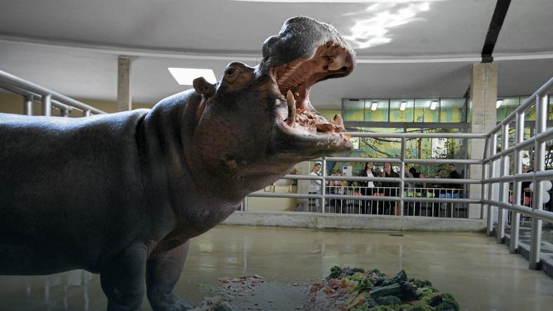 Nie żyje najstarszy w Europie hipopotam nilowy! 