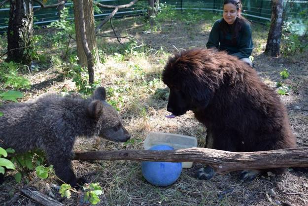 Mała niedźwiedzica z poznańskiego zoo będzie wychowywać się z... psem!