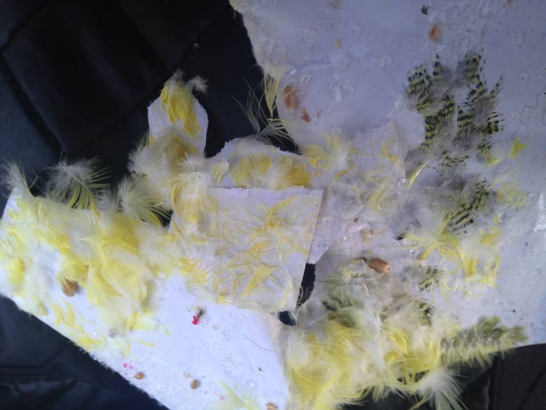 Okleił papugę taśmą, chociaż ma wyrok za zamęczanie zwierząt!