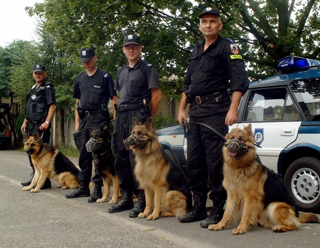 Ponad 100 psów będzie pomagać policjantom w czasie ŚDM! 