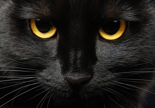 Czy czarny kot przynosi pecha?				