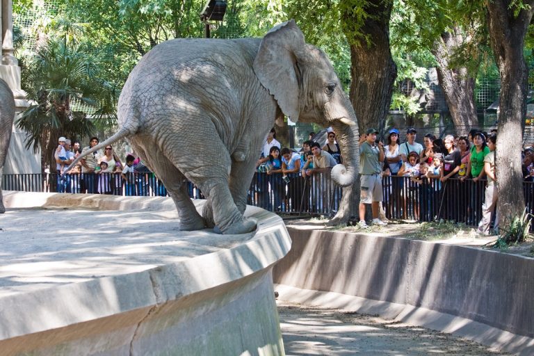 Buenos Aires zamyka zoo, które posiada 2500 zwierząt!