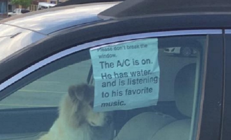 Zamknął psa w samochodzie i zostawił kartkę z dziwną prośbą! 