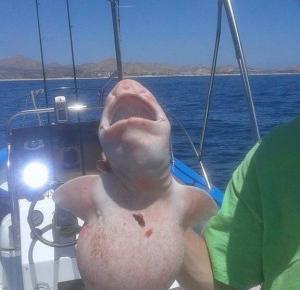 Żółw bez skorupy, obcy a może rekin? Rybacy wyłowili dziwnego stwora!