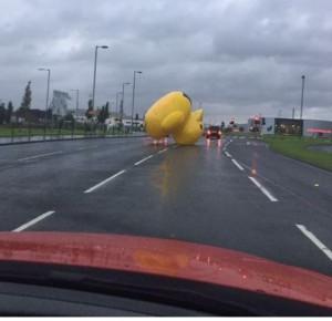 Gigantyczna kaczka szalała po ulicach Glasgow! 