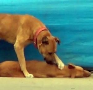Miłość i lojalność psów nie zna granic! 					
