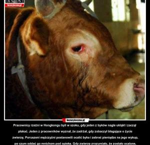 Wystraszony byk uciekł z transportu do rzeźni, a potem został zastrzelony!	