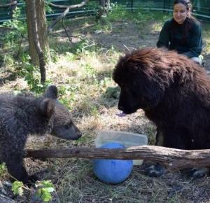 Mała niedźwiedzica z poznańskiego zoo będzie wychowywać się z... psem!