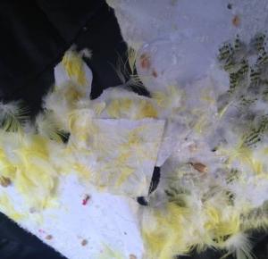 Okleił papugę taśmą, chociaż ma wyrok za zamęczanie zwierząt!