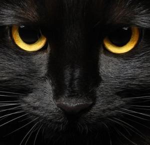 Czy czarny kot przynosi pecha?				