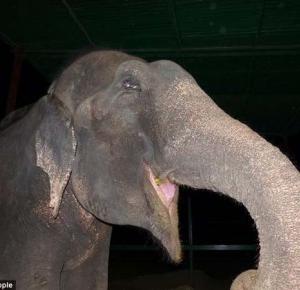 Słoń uwolniony po 50 latach niewoli! 				
