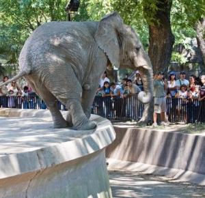 Buenos Aires zamyka zoo, które posiada 2500 zwierząt!