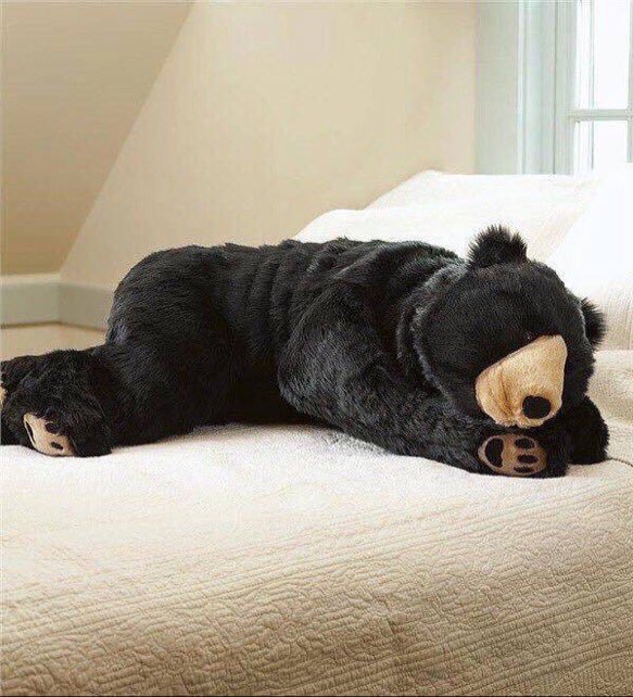 Niedźwiedzi śpiwór warty prawie 10 tysięcy złoty! 			