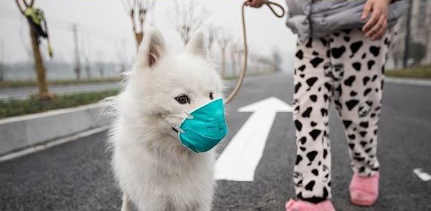 Czy smog zagraża naszym czworonogom? 				