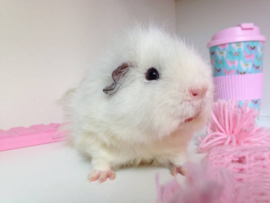 🌸 Justyna 🌸 on Instagram: “Przedstawiam Wam Szymusia 😘💖 jest to moja druga z kolei świnka morska i jest ze mną już ponad 2 latka 💖 Ma w całości białą sierść i różowe…”