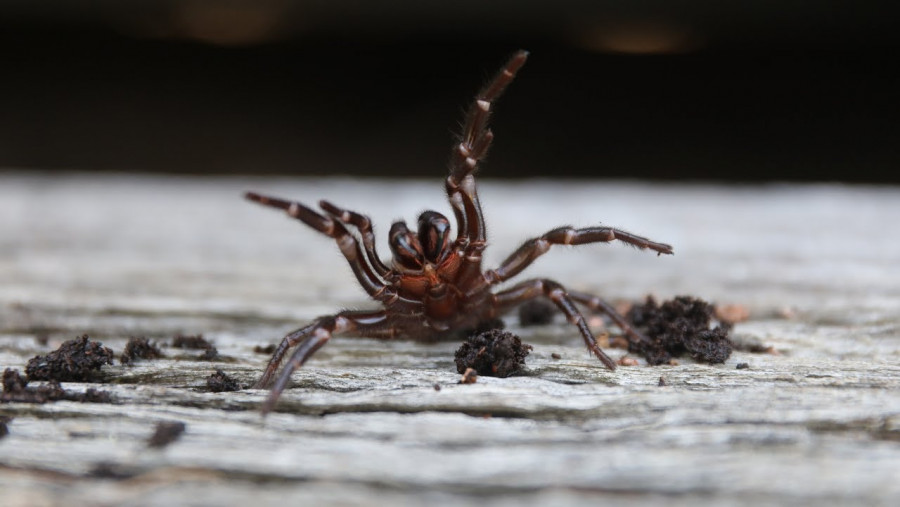 Australia w obliczu kolejnej klęski: nadciąga inwazja jadowitych pająków