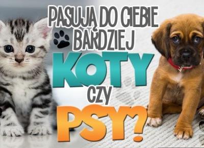 Pasują do Ciebie bardziej koty czy psy?