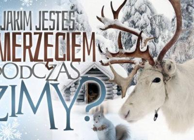 Jakim jesteś zwierzęciem podczas zimy?