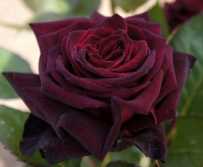 Symbolika Znaczenie Róży