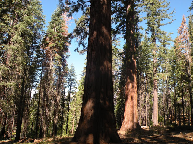 Majestatyczne sekwoje i potęga Yosemite