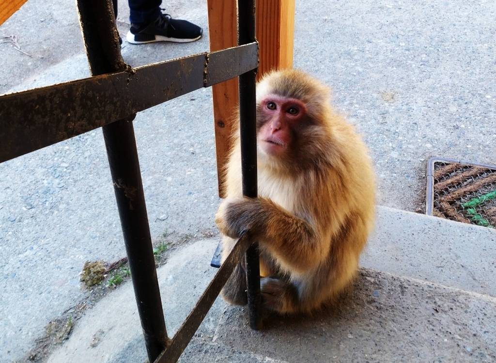 Makaki japońskie w gorących źródłach | Jigokudani Snow Monkey Park