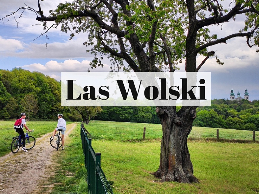 Las Wolski w Krakowie: prawie jak nie Kraków. Prawie jak nie las