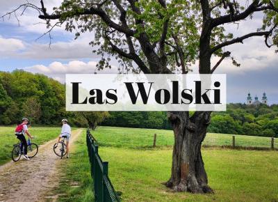 Las Wolski w Krakowie: prawie jak nie Kraków. Prawie jak nie las