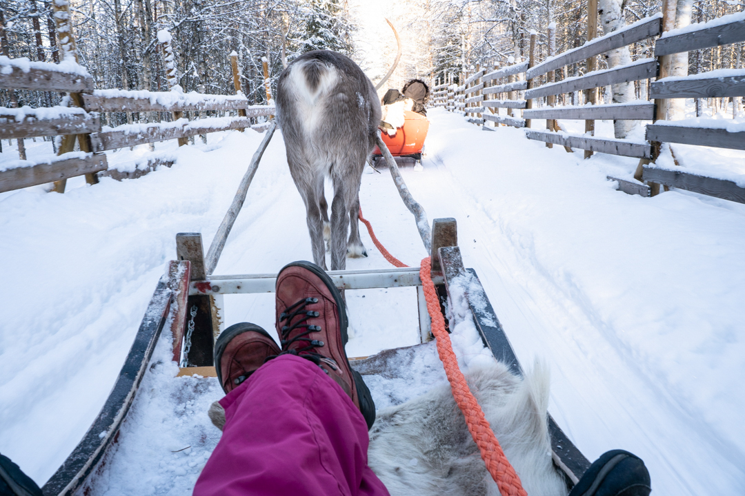 Prawdziwa zima w Laponii: psi zaprzęg i spotkanie z reniferami