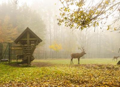 Podlasie na weekend - Dziewczynka z konewką, rysie i nasz camper