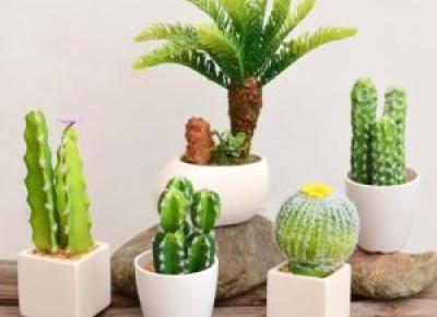 Jak dbać o kaktusy ? | Pomysł Na Wszystko
