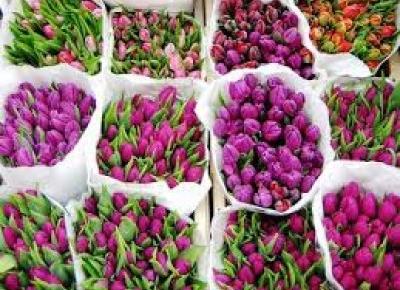 Jak dbać o cięte tulipany ? | Pomysł Na Wszystko