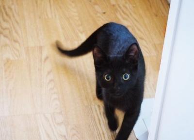 7 prawd o kotach | Po Prostu Sara