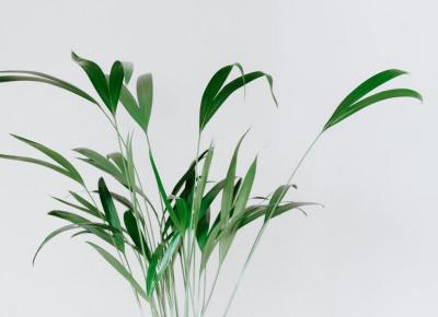 Rośliny oczyszczające powietrze – Punktsiedzenia.pl