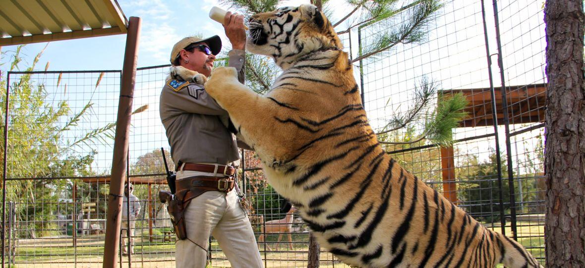 Netflix zrobił Króla tygrysów, ale to Amazon pokaże aktorski serial z Cagem.